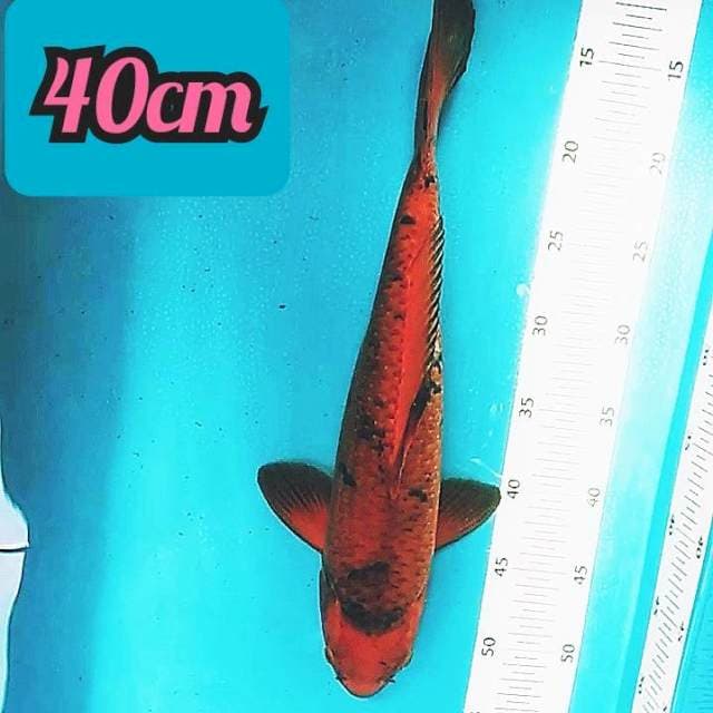 🔵 chagoi tembaga 40cm