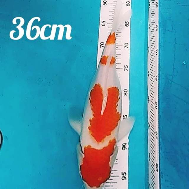 🔵 kohaku 4 step 36cm