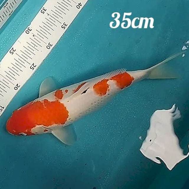 🔴kohaku body terpedo 35cm
