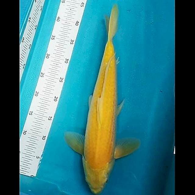 🔴GOLDEN CORN karashi MM 42cm