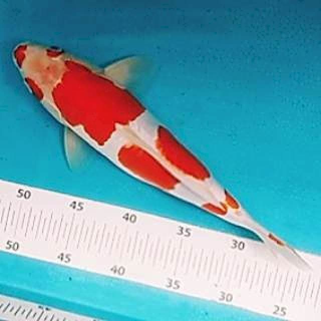 🔴kohaku doit 32cm