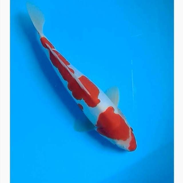 Kohaku doitsu