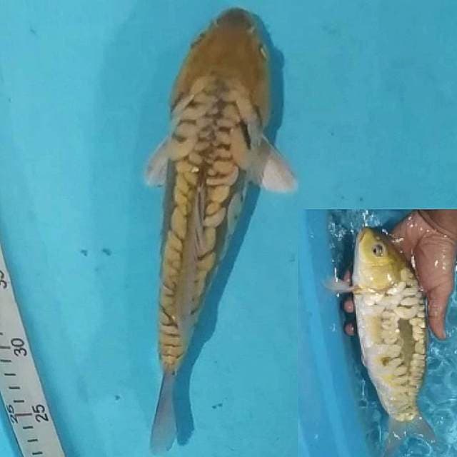⚫chagoi aragoke 32cm