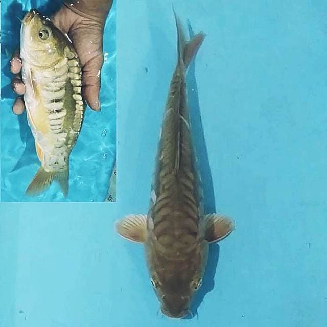 ⚫chagoi aragoke 32cm