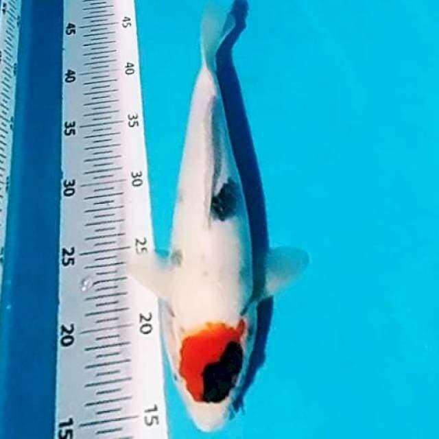 ⚫tancho showa 31cm