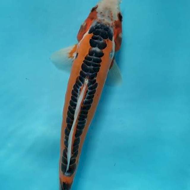 Shushui 33 cm