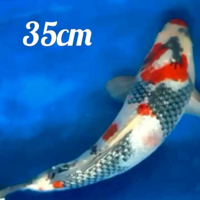 ♨️ showa ginrin JOSS 35cm