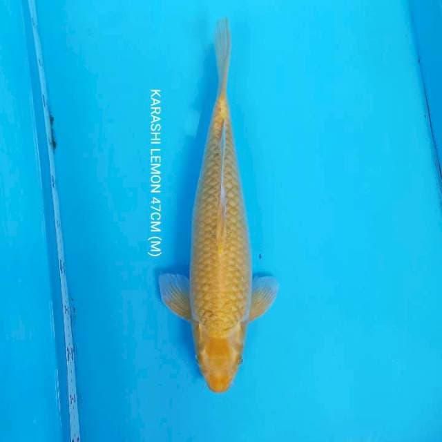 KARASHI LEMON 47CM