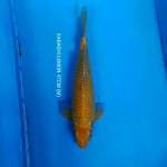 KARASHI LEMON 47CM