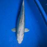 Platinum ginrin 36cm