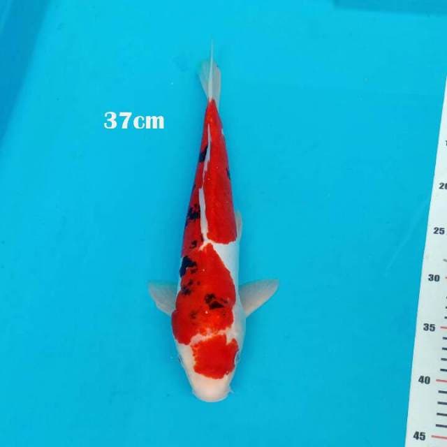 SANKE koi 