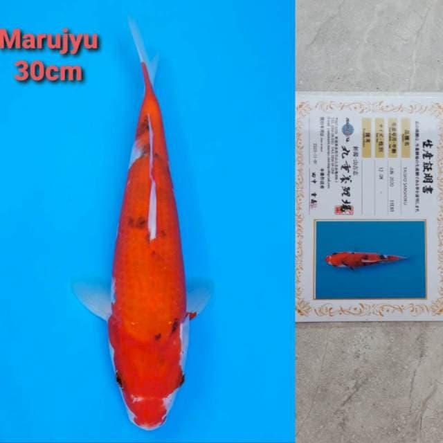 Marujyu Sanke Certi