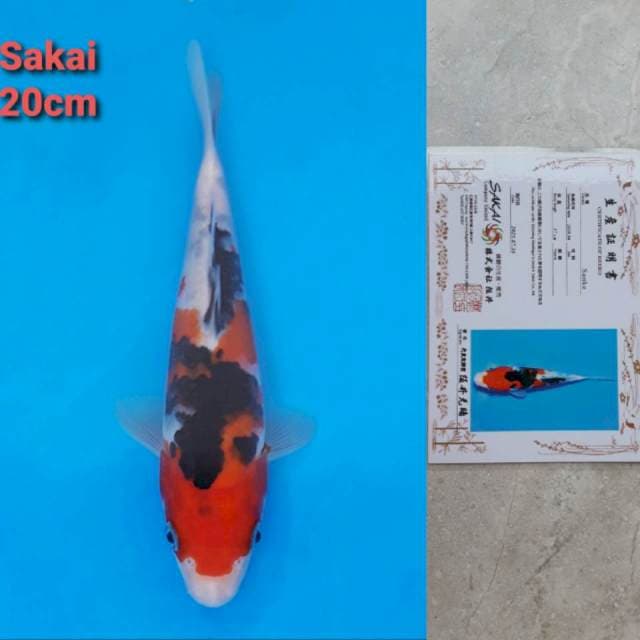 Sakai Sanke Certi