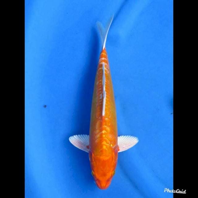 ORENJI DOITSU , MALE , 31cm 
