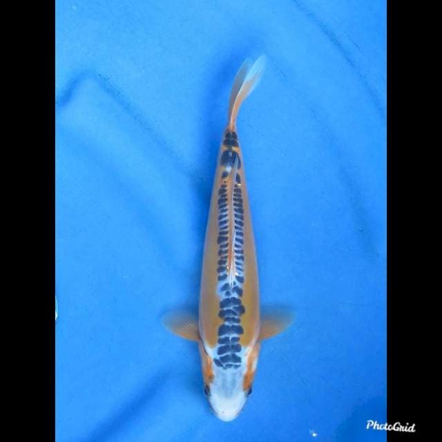 SHUSUI RING RAPI , 24cm
