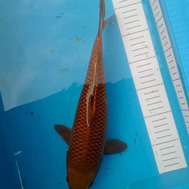 Tembaga cagoei