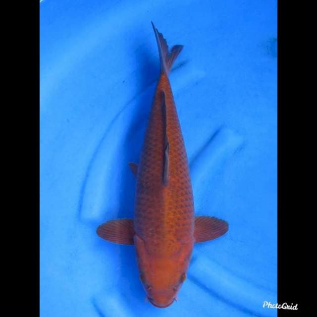 JUMBO TEMBAGA PENJINAK , 45cm