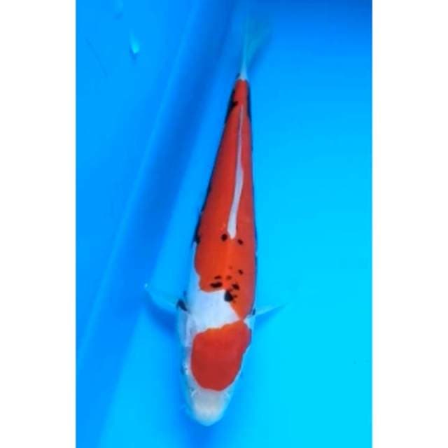 MARUTEN BENI KUMONRYU 18 Cm