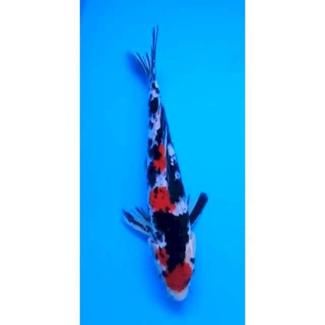 MARUTEN SANKE 23 Cm