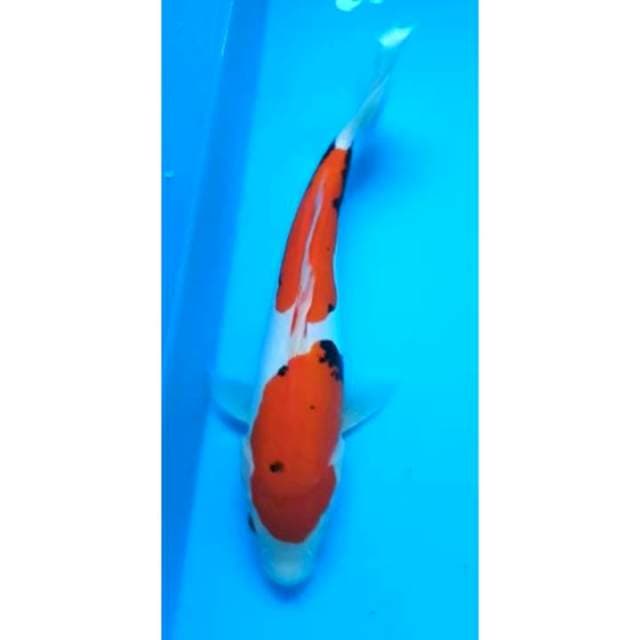 BENI KUMON STEPS DUO 25 Cm