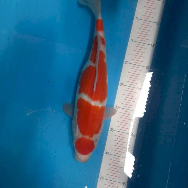 Kohaku female 35cm