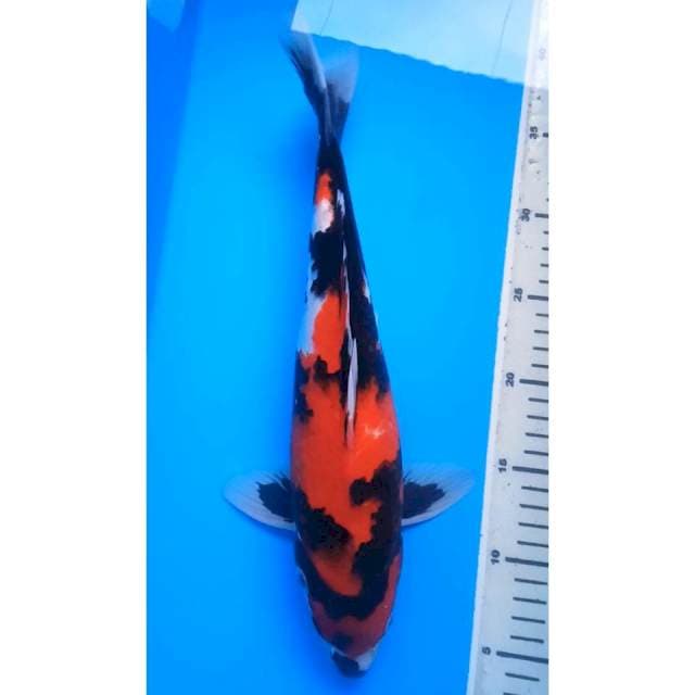 HI SHOWA 36 Cm