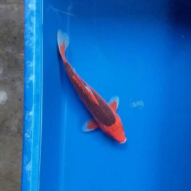 aka matsuba 24cm