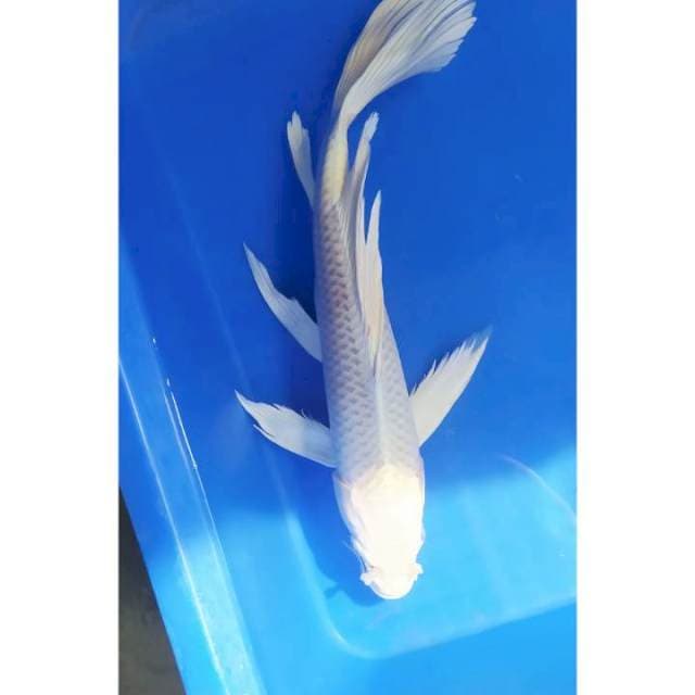 Kumpai platinum 34 cm