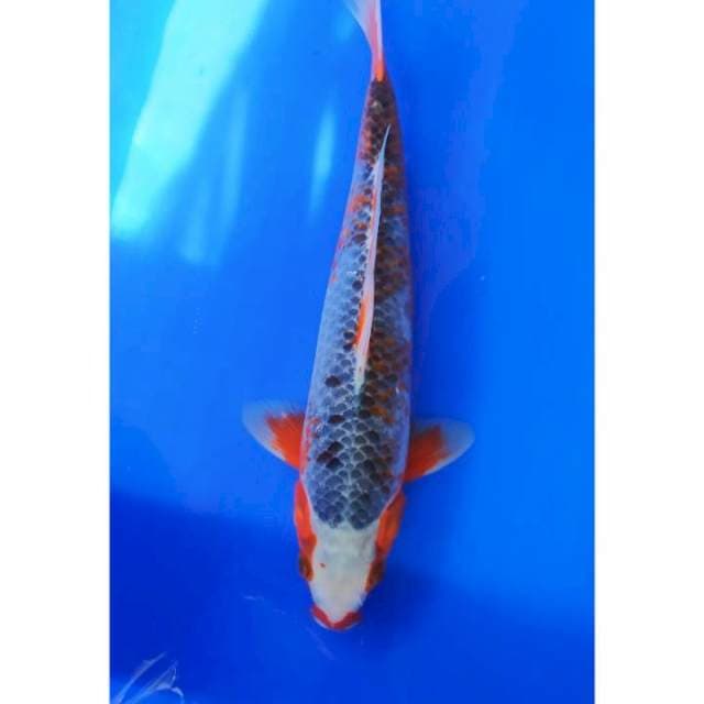 Asagi 36 cm
