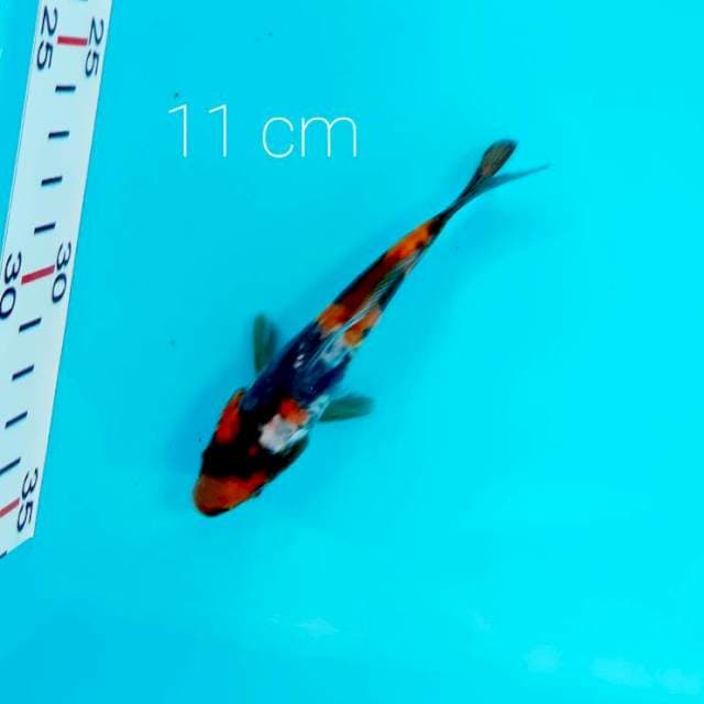 Bahan 4 step Doitsu 11 cm