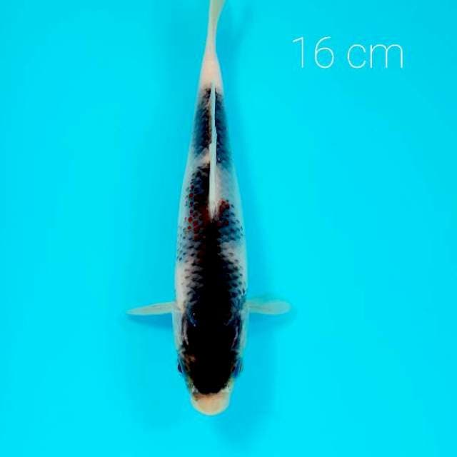 Budho goromo tateghoi 16 cm