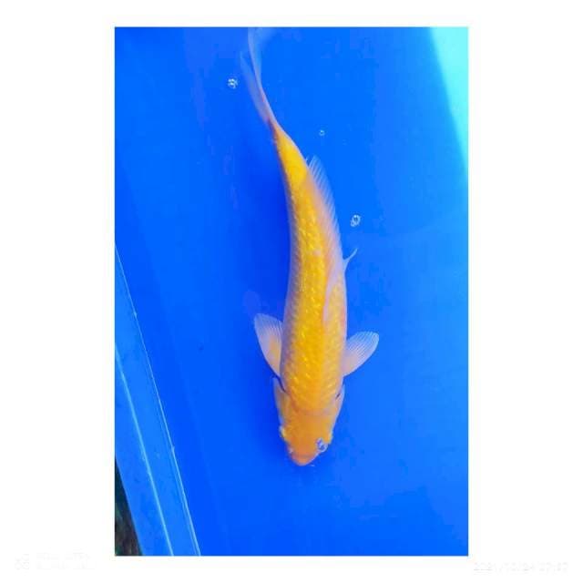 Karasi ginrin 32 cm