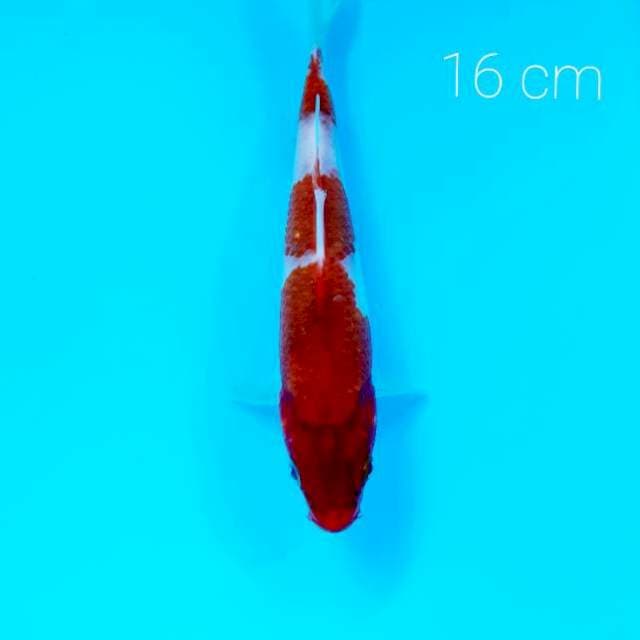 Goromo 16 cm
