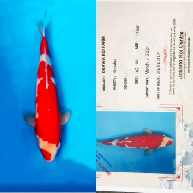 Kohaku 42cm Okawa Koi Farm