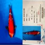 Kohaku 42cm Okawa Koi Farm