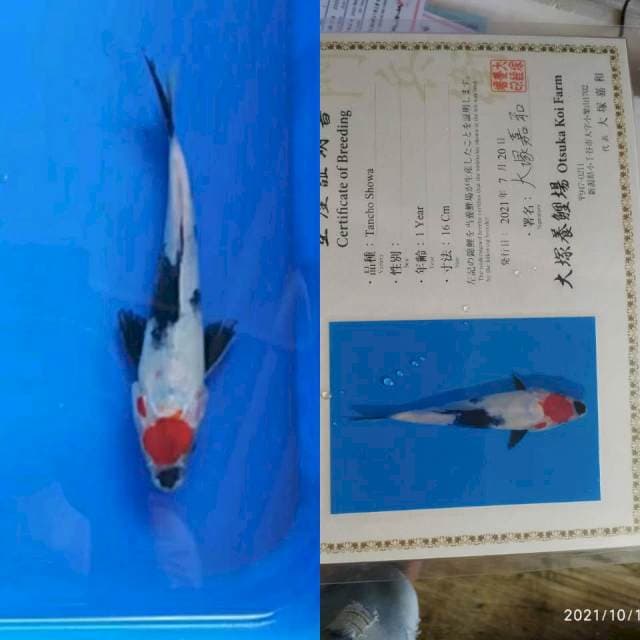 Tc Showa 20bu Otsuka
