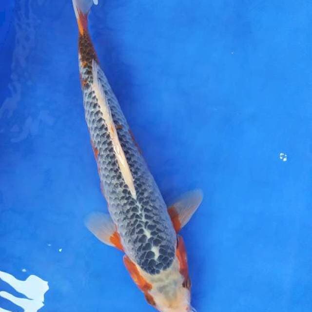 Asagi 32 cm