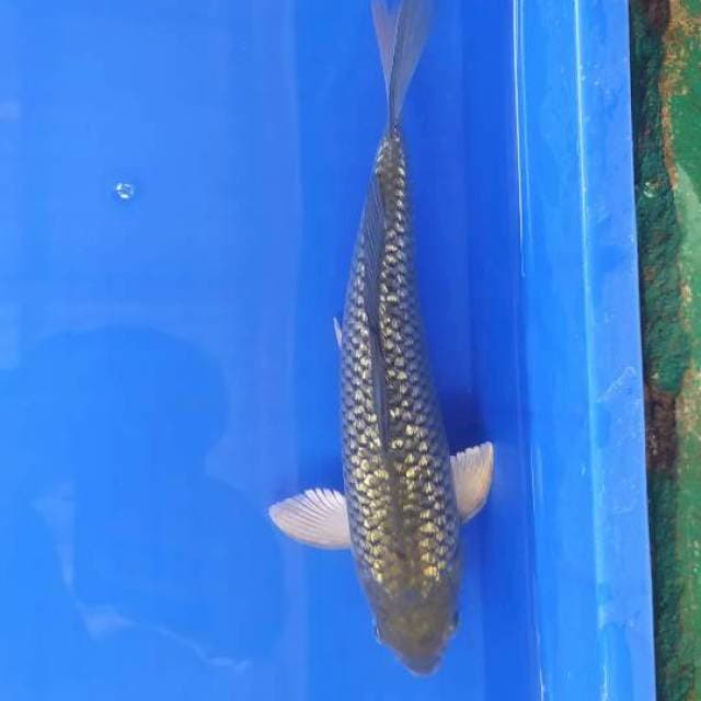Soragoi sirip putih ginrin 27  cm