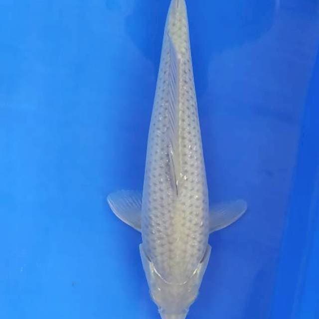 Soragoi 29 cm