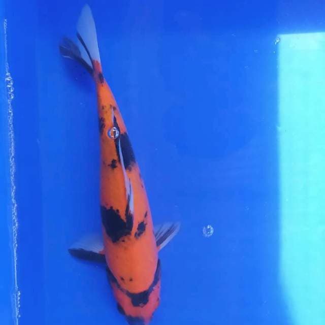 Hi Showa31 cm