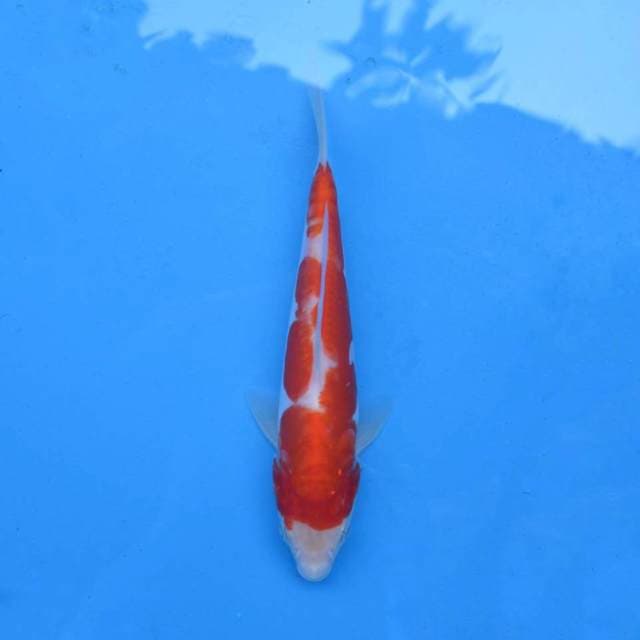 Kohaku Doitsu