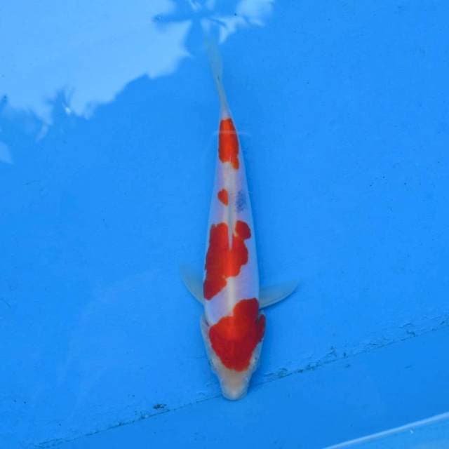 Tategoi Sanke Doitsu