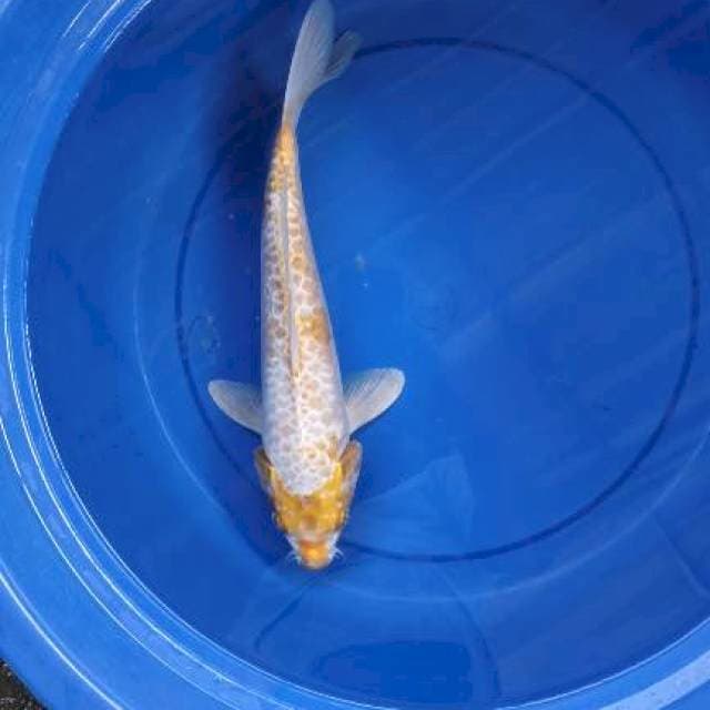 Hariwake 36 cm