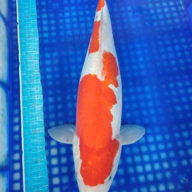 Kohaku 45cm