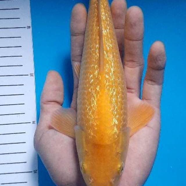 Karashi lemon ginrin body joss
