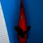 Hiutshuri red