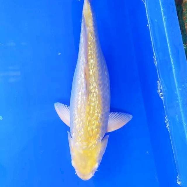 Karashi ginrin 30 cm