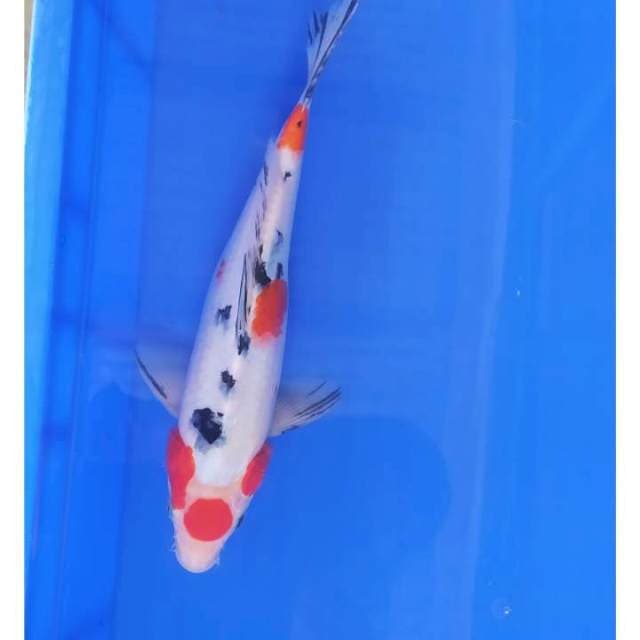 Tancho sanke 30 cm