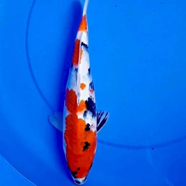 34cm INAZUMA SANKE