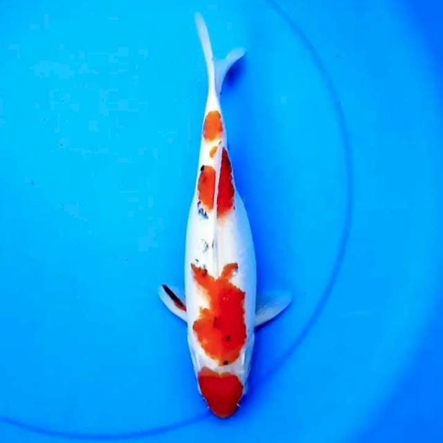 30cm TATEGOI KINDAI SHOWA